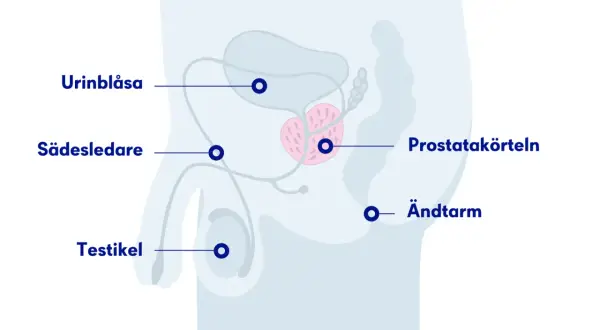 Illustration av manliga reproduktionsorganen, inklusive urinblåsa, sädesledare, testikel, prostata och ändtarm. Viktigt för att förstå prostataproblem hos hundar.