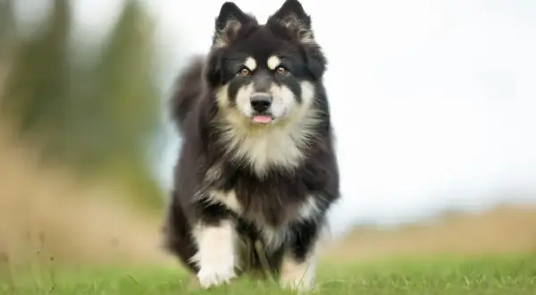 Svartvit finsk lapphund med tungan ute, springer på en gräsmatta. En frisk hund som visar sin vikt och lekfullhet.