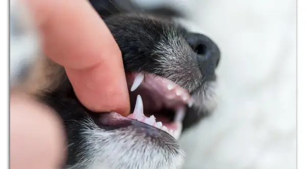 En 8 månaders valp bits lekfullt i ett finger och visar sina små, vassa tänder.