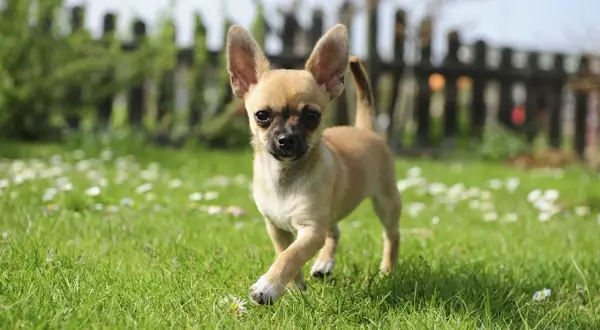 En liten chihuahua, en av de vanliga hundraserna, springer glatt i en grönskande trädgård med små vita blommor.