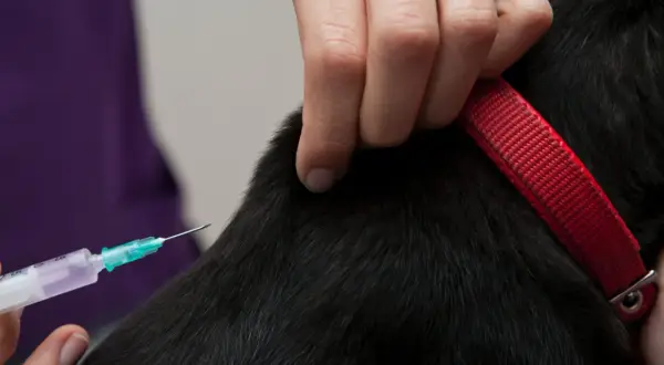 En veterinär ger en hund kennelhosta vaccin.