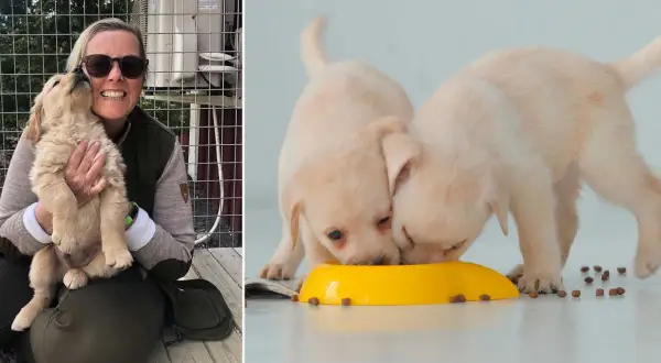 En kvinna håller en golden retriever-valp. Två andra valpar äter ur en gul skål. Hur ofta bajsar en valp? Det beror på ålder och mat.