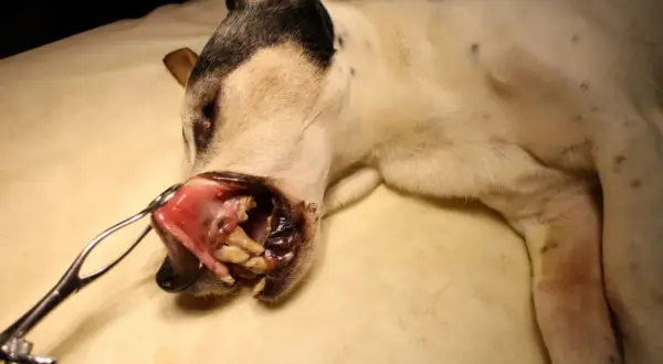 En hund med öppen mun, där tonsillerna syns. En veterinär undersöker hundens mun, möjligen på grund av tonsillit.