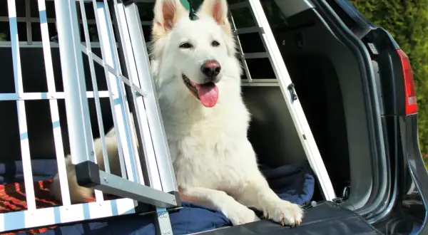 Vit hund i bur i bil, redo för en utflykt till hund café.