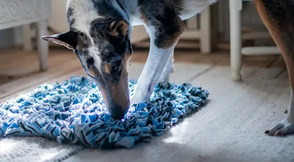 En hund med fläckigt mönster nosar på en blå matta. Denna banta hund verkar njuta av att leta efter godis.