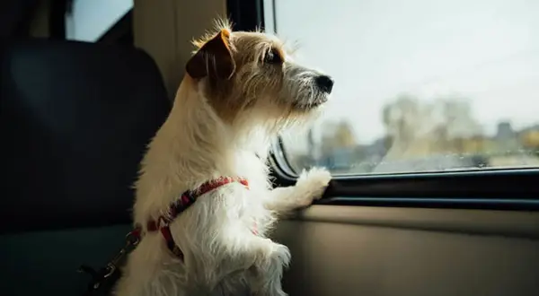 En hund i bil tittar ut genom fönstret.