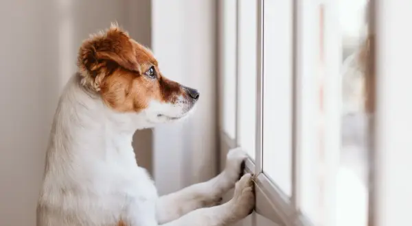 En hund ensam hemma 8 timmar, med tassar mot fönstret, längtar efter sin familj.