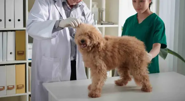 En veterinär undersöker en fluffig, brun hund. En annan veterinär står bredvid.