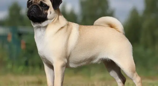 En mops med sitt karakteristiska temperament står stolt i gräset.