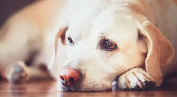 En trött labradorhund vilar huvudet på sina tassar. Denna leishmania hund ser lite ledsen ut.