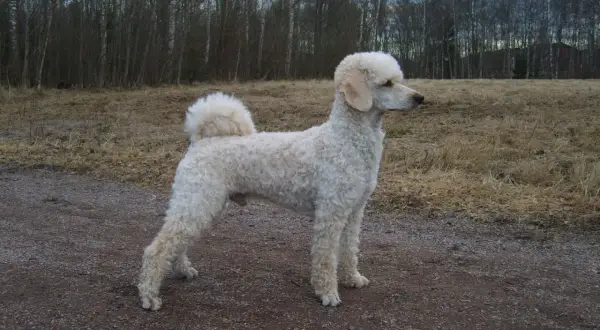 En vit pudel står på en grusväg. Pudel nackdelar kan vara att de kräver mycket pälsvård, men denna vackra hund verkar trivas utomhus.