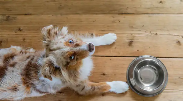 En söt hund med blå ögon ligger på trägolvet bredvid en tom matskål, som om den undrar hur mycket mat ska en hund ha.