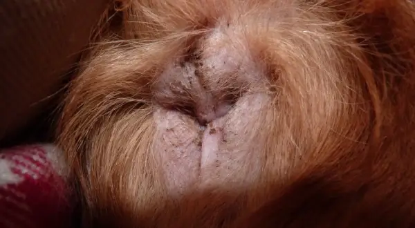Närbild på en hunds rumpa. Hunden slickar sig i rumpan, pälsen är rödbrun.