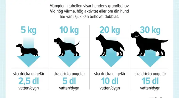 En tabell visar hur mycket vatten en hund behöver. En stor hund dricker mycket, upp till 15 dl per dygn.