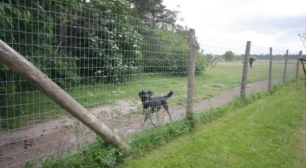 En svart hund leker i en rastgård.