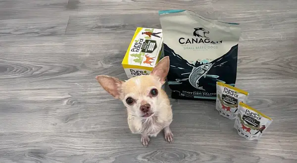 En liten chihuahua tittar upp mot kameran bredvid påsar med hundmat. Kanske är det här en potatis hund som väntar på sin middag?