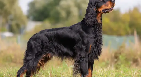 En ståtlig Gordon Setter i profil, stående i gräs. Hunden har en vacker päls och ser alert ut. Viktigt att vara uppmärksam på tecken på magomvridning hund.