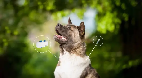 En ståtlig hund med en GPS-tracker och en chipnummer-injektionsspruta som visas.