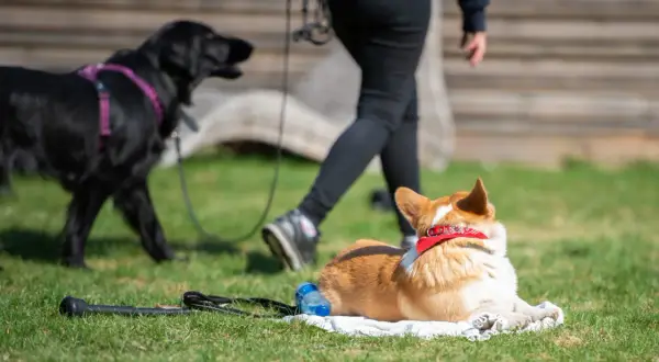 En corgi vilar på en filt medan en svart hund och en person går förbi. Perfekt för vardagslydnad hund övningar.