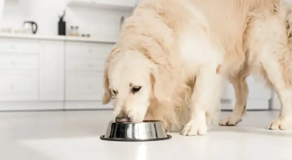 En golden retriever äter ur en skål, kanske njuter av sitt bantningsfoder hund.