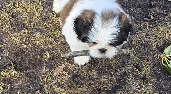 En lekfull shih tzu-valp med sitt typiska shih tzu temperament, biter på en pinne utomhus.