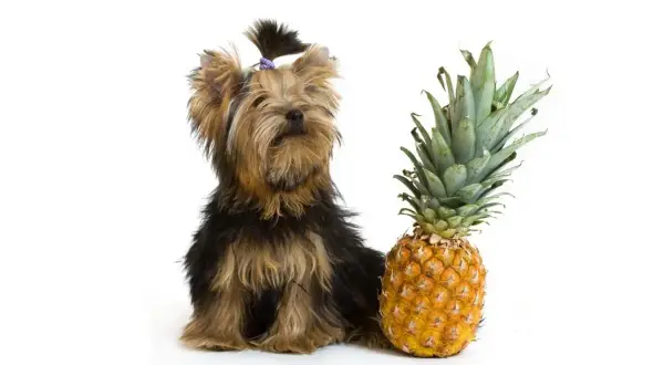 En söt yorkshireterrier med en ananas.