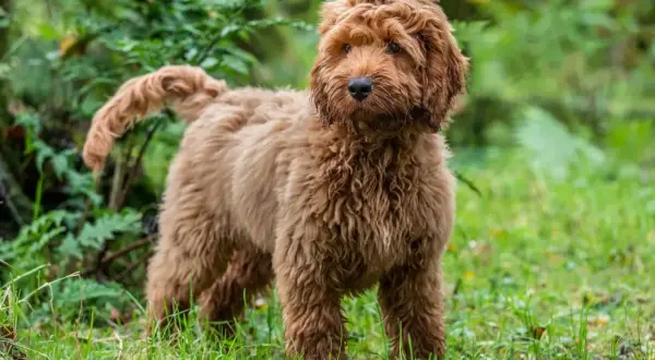 En fluffig, vuxen cockerpoo med rödbrun päls står i gräset bland gröna växter.