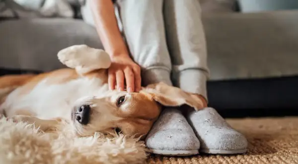 En hund vilar på en matta medan en person klappar den. Hunden kan ha kennelhosta symtom.