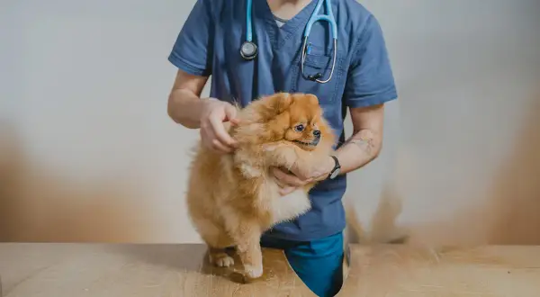 Veterinär undersöker en fluffig Pomeranian med misstänkt hudutslag hund.
