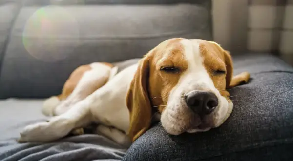 En beagle sover gott på soffan, drömmer kanske om laktosfri a-fil till hund.