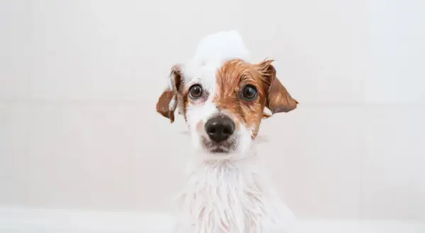 En hund med tvål i pälsen, som om den gamla hunden luktar illa och behöver ett bad.