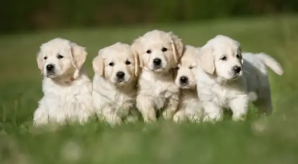 Fem fluffiga golden retriever-valpar sitter i gräset. De ser ut att vara friska och glada, inga dolda fel hundar här!