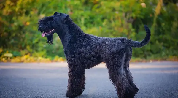 En stilig kerry blue terrier med lockig, mörk päls står på en asfalterad väg med grönskande bakgrund.