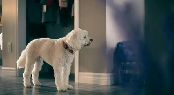Vit, lockig hund med orange halsband står på ett mörkt trägolv. Bakom syns en garderob med kläder och en vägg med skuggor. En ocd hund som väntar.