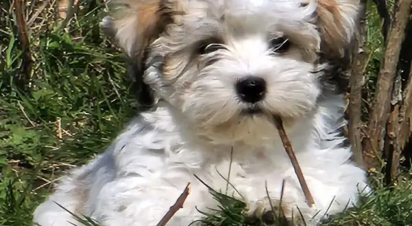 En söt bichon havanais valp tuggar på en pinne i gräset. En av nackdelarna med rasen är att de kan vara lite envisa.