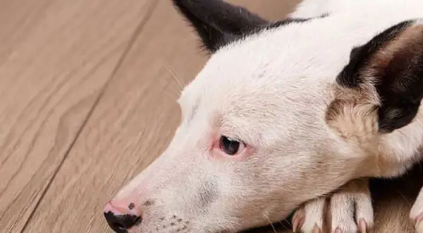 En trött hund med vita och svarta markeringar ligger på ett trägolv. Hunden kan ha njursvikt.