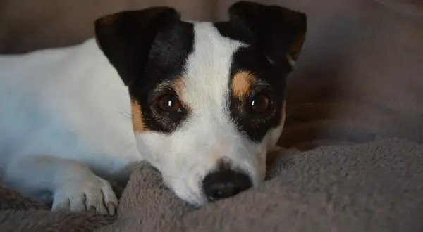En incisiv hund med bruna ögon vilar på en mjuk filt.