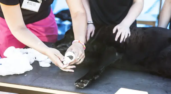 En hund får tassbandage av två personer.