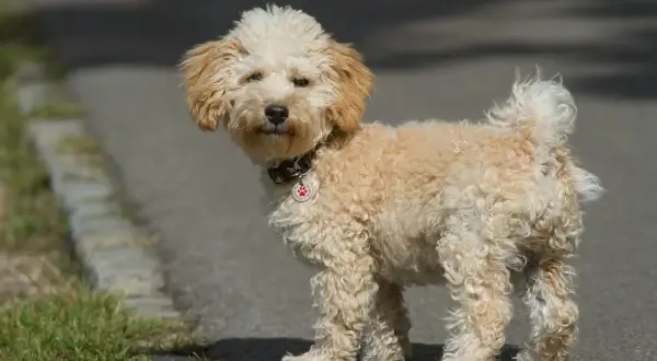 En söt, vuxen cavapoo med krullig, ljusbrun päls står på en asfalterad stig.