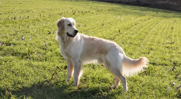 En ståtlig golden retriever står i en grönskande äng. Hundens gyllene päls lyser i solljuset, och dess vikt verkar perfekt för en aktiv livsstil.