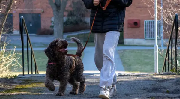 En person går ut med sin glada, lockiga hund. Bra tider att gå ut med hunden är när det är lugnt ute, som tidig morgon eller sen kväll.