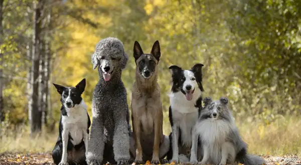 Fem hundraser mellan träd i höstfärger: en border collie, en pudel, en malinois, en border collie och en shetland sheepdog.