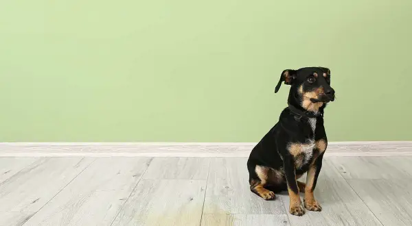 En liten hund sitter på ett ljust trägolv bredvid en ljusgrön vägg. En gul fläck syns på golvet, vilket indikerar att hunden kissar mycket.