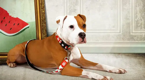 En brunvit hund med en lekfull halsband och koppel med vattenmelonmönster ligger bredvid en tavla. Perfekt för att uppfostra valp och visa upp stil.