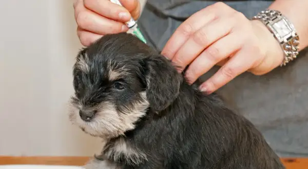 En liten valp får sitt valpsjuka vaccin. En hand håller sprutan medan en annan klappar valpen lugnande.