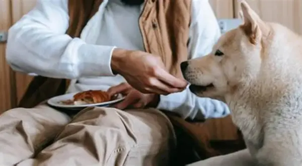 En person matar en hund med en bit croissant. En fin stund för att få upp hullet på hund.