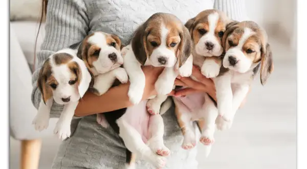 Fem bedårande beaglevalpar, en härlig start på valpskola vecka för vecka. Deras nyfikna blickar lovar äventyr.