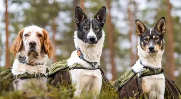 Tre hundar med ryggsäckar i skogen. Frågan är hur långt kan man gå med en valp? Dessa hundar verkar redo för äventyr.