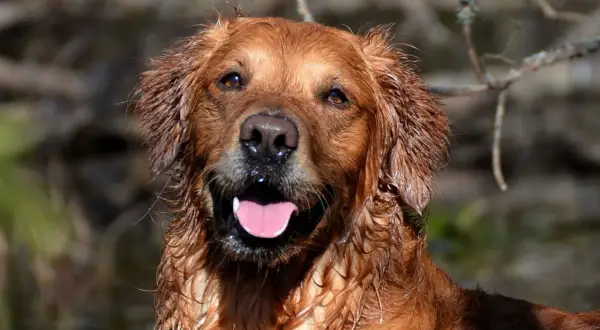 Glad golden retriever med blöt päls, redo för äventyr. Undrar du om man måste registrera hund?