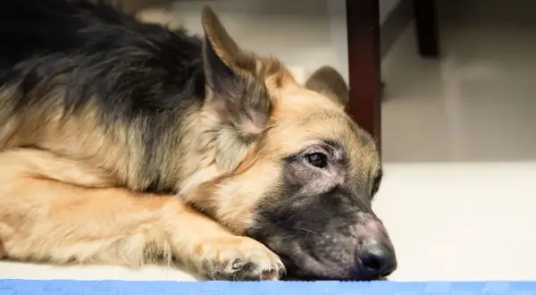 En trött schäferhund vilar huvudet på en blå matta. Kanske har den varit en riktig hotspot hund idag.